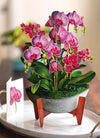 FreshCut Paper Orchid Oasis pop-up Greeting Cards