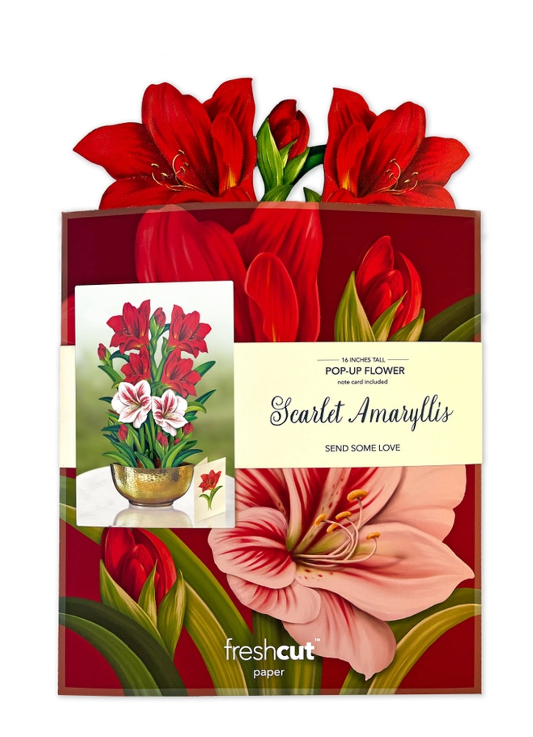 FreshCut Paper Scarlet Amaryllis Pop-up Greeting Cards