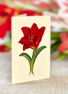 FreshCut Paper Scarlet Amaryllis Pop-up Greeting Cards
